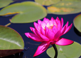 floating water mats designed for yoga find your zen